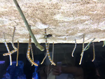 すみだ水族館に投稿された画像（2020/9/22）