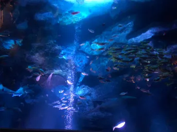 すみだ水族館に投稿された画像（2020/9/22）