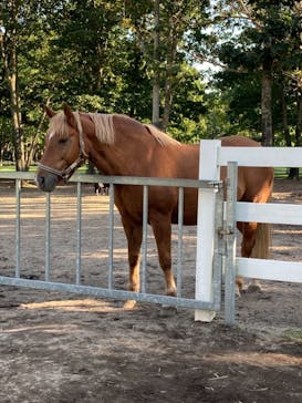 ノーザンホースパークに投稿された画像（2020/9/22）