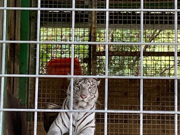 しろとり動物園に投稿された画像（2020/9/22）