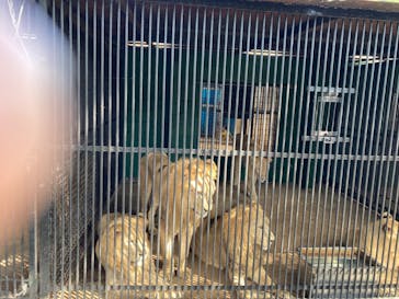 しろとり動物園に投稿された画像（2020/9/22）