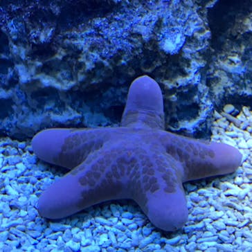 サンシャイン水族館に投稿された画像（2020/9/22）