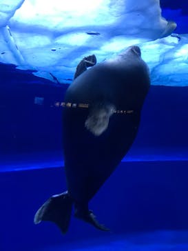 サンシャイン水族館に投稿された画像（2020/9/22）