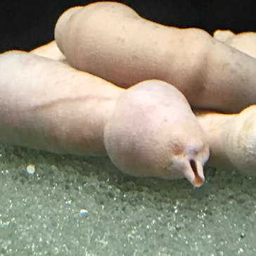 サンシャイン水族館に投稿された画像（2020/9/22）