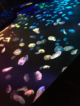 すみだ水族館に投稿された画像（2020/9/22）