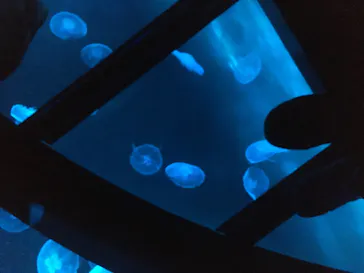 すみだ水族館に投稿された画像（2020/9/22）