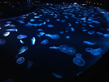 すみだ水族館に投稿された画像（2020/9/22）