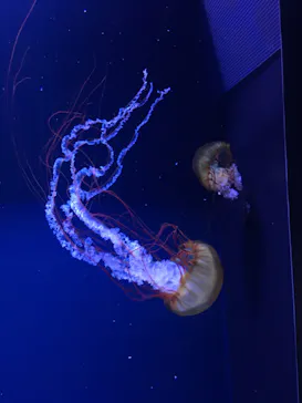 すみだ水族館に投稿された画像（2020/9/22）