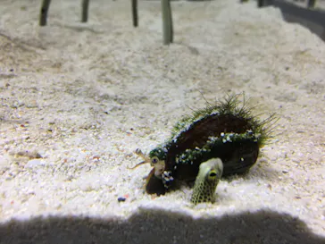 すみだ水族館に投稿された画像（2020/9/22）