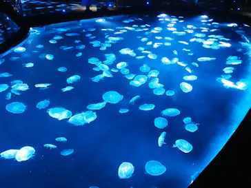 すみだ水族館に投稿された画像（2020/9/22）