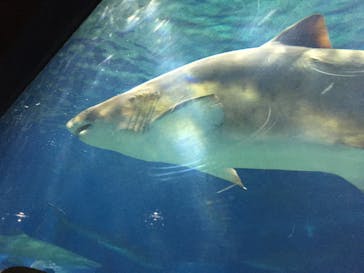 アクアワールド茨城県大洗水族館に投稿された画像（2020/9/22）