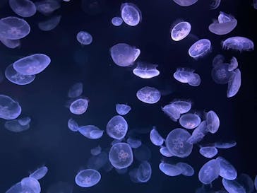 サンシャイン水族館に投稿された画像（2020/9/22）