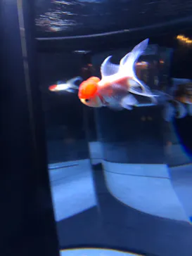 すみだ水族館に投稿された画像（2020/9/22）