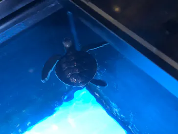 すみだ水族館に投稿された画像（2020/9/22）