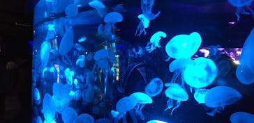 京都水族館に投稿された画像（2020/9/23）