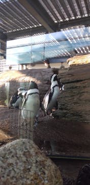 京都水族館に投稿された画像（2020/9/23）