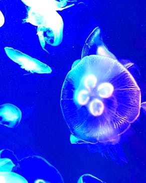 マリンワールド海の中道に投稿された画像（2020/9/22）