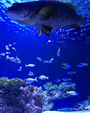 マリンワールド海の中道に投稿された画像（2020/9/22）