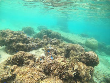 DIVING-SHOP SUNSに投稿された画像（2020/9/23）