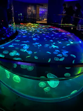 すみだ水族館に投稿された画像（2020/9/23）