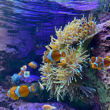 サンシャイン水族館に投稿された画像（2020/9/23）