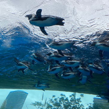 サンシャイン水族館に投稿された画像（2020/9/23）