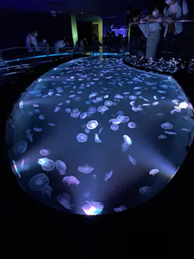 すみだ水族館に投稿された画像（2020/9/23）