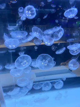 すみだ水族館に投稿された画像（2020/9/23）