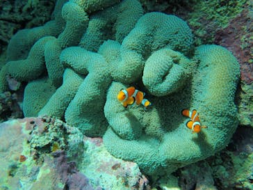 石垣島 ADVENTURE PiPi（イシガキジマアドベンチャーピピ）に投稿された画像（2020/9/23）