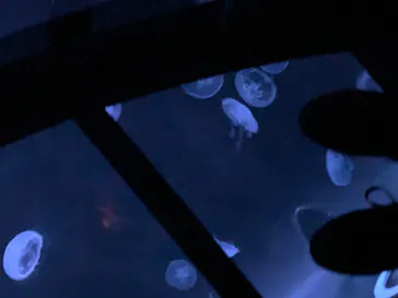 すみだ水族館に投稿された画像（2020/9/23）