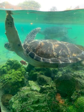 横浜・八景島シーパラダイスに投稿された画像（2020/9/23）
