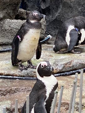 サンシャイン水族館に投稿された画像（2020/9/23）