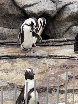 サンシャイン水族館に投稿された画像（2020/9/23）