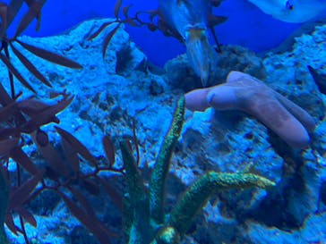 サンシャイン水族館に投稿された画像（2020/9/23）