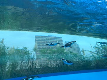 サンシャイン水族館に投稿された画像（2020/9/23）