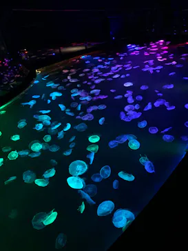 すみだ水族館に投稿された画像（2020/9/23）