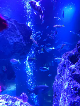 すみだ水族館に投稿された画像（2020/9/23）