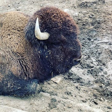 群馬サファリパークに投稿された画像（2020/9/23）