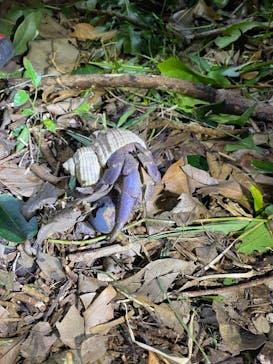 石垣島 ADVENTURE PiPi（イシガキジマアドベンチャーピピ）に投稿された画像（2020/9/23）