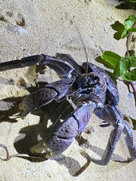 石垣島 ADVENTURE PiPi（イシガキジマアドベンチャーピピ）に投稿された画像（2020/9/23）