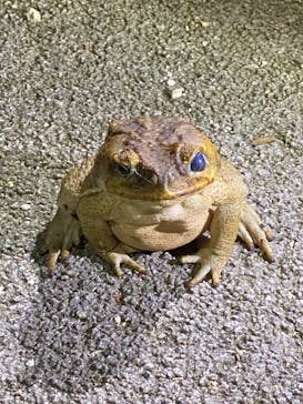 石垣島 ADVENTURE PiPi（イシガキジマアドベンチャーピピ）に投稿された画像（2020/9/23）