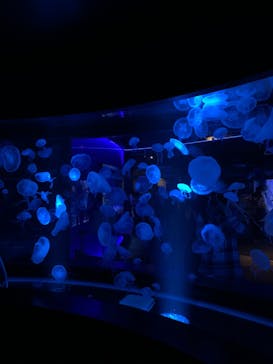 京都水族館に投稿された画像（2020/9/24）