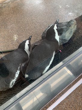 京都水族館に投稿された画像（2020/9/24）