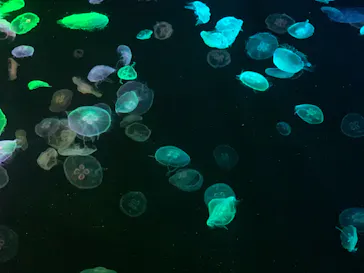 すみだ水族館に投稿された画像（2020/9/24）