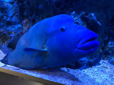 すみだ水族館に投稿された画像（2020/9/24）