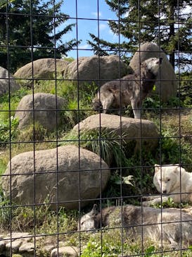 旭川市旭山動物園に投稿された画像（2020/9/24）