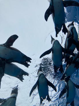 サンシャイン水族館に投稿された画像（2020/9/24）