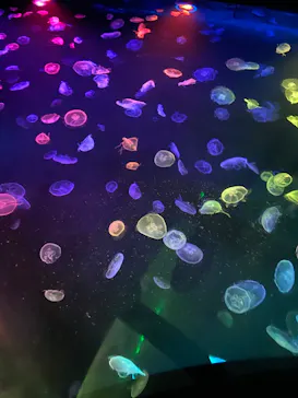 すみだ水族館に投稿された画像（2020/9/24）