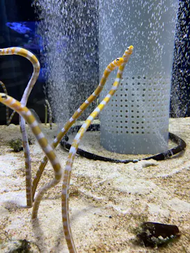すみだ水族館に投稿された画像（2020/9/24）