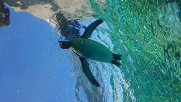 旭川市旭山動物園に投稿された画像（2020/9/24）